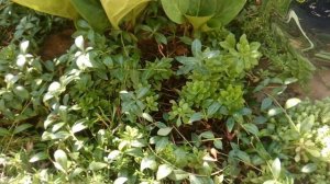 Самые красивые цветы Августа! Что цветет в моем саду?