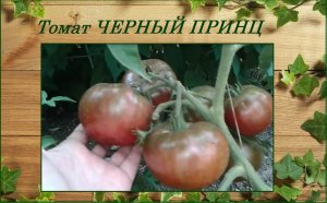 Томат Черный Принц отличный салатный сорт, неприхотливый и урожайный