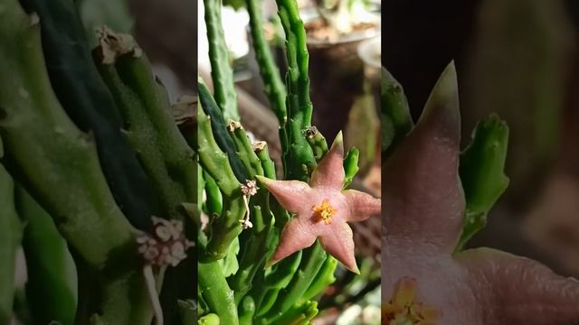 Стапелия Дивариката (Stapelia divaricata) ? #succulents #суккуленты