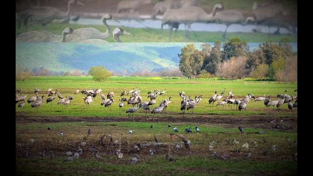 Журавли и природа. смотреть онлайн