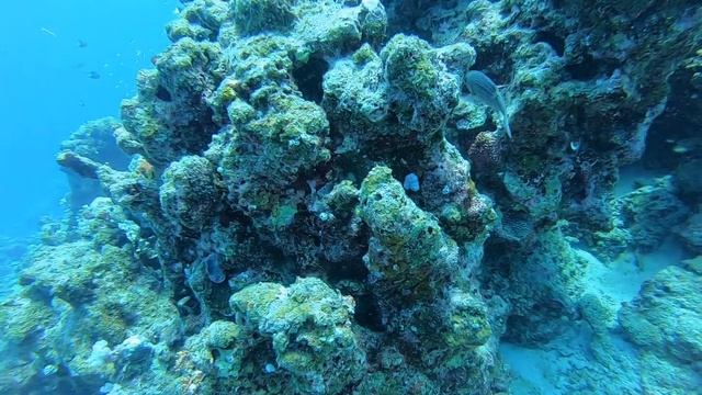 Дайвинг на "Сейшелах" в круизе с "Костою".Порт Виктория.Остров Маэ.Ноябрь2019 смотреть онлайн