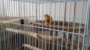 Что делать, когда птичка сломала лапку