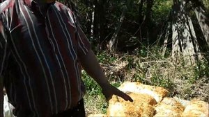 Дополнительный урожай грибов из отработанных блоков (Additional harvest mushrooms)