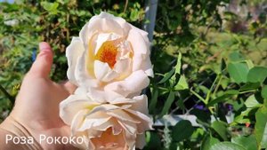 Розы ШРАБЫ, которые успевают на второе цветение в моем регионе
