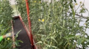 Обработка томатов от вершинной гнили / Две таблетки хватило на большую сортовую теплицу