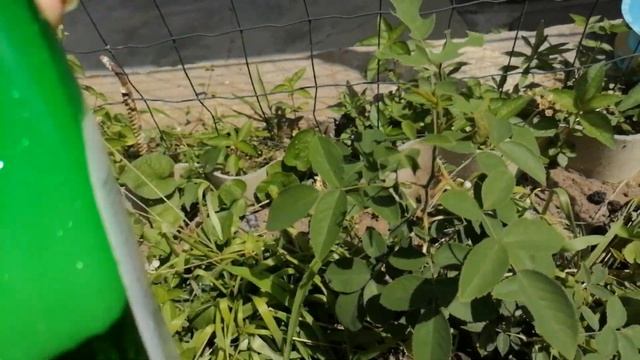 Садово-прудовая неделя. Как поживает мой сад и пруд. смотреть онлайн