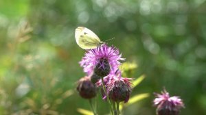 Бабочка капустница