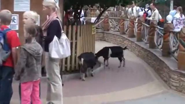 Детский зоопарк.wmv смотреть онлайн