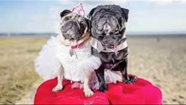 Приколы про животных#2 Приколи про тварин #2 Funny Animal #2 смотреть онлайн