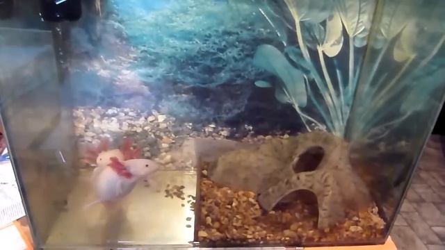 Ambystoma mexicanum axolotl aquarium смотреть онлайн