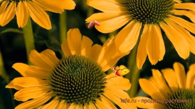 Эхинацея пурпурная Саммер Пэшн (summer Passion) ? обзор: как сажать, саженцы эхинацеи Саммер Пэшн