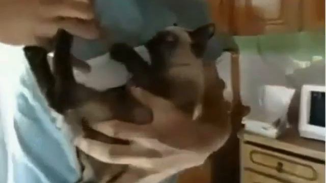 Кот учит хозяина смотреть онлайн