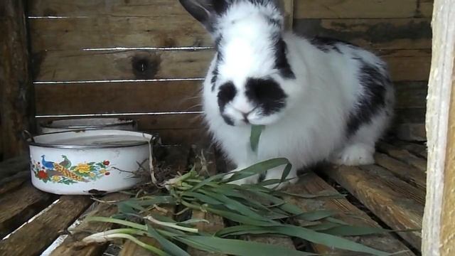 Можно ли кроликам гречку. Кролиководство в домашних условиях смотреть онлайн