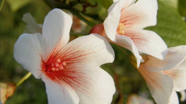 Я спiваю (UKR) смотреть онлайн