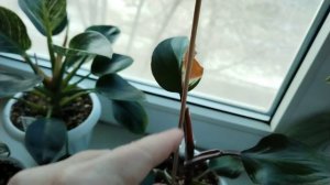 Мои филодендроны.