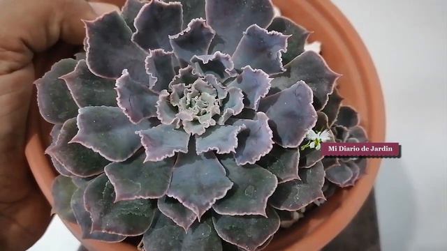 echeveria shavianna peregrina, mi diario de jardin смотреть онлайн