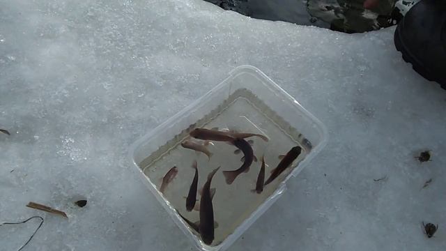 Рыбка линь и жук плавунец в феврале .Пруд на участке. смотреть онлайн