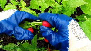 Возможно ли это? Как получить свои семена редиса? Редис в теплице
