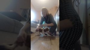 #щенок #кавалеркингчарльзспаниель #выполнение #команды