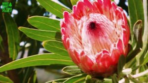 Protea 'Pink Ice' • South African Native Plants