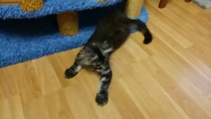 Мейн кун.Котёнок 4 месяца