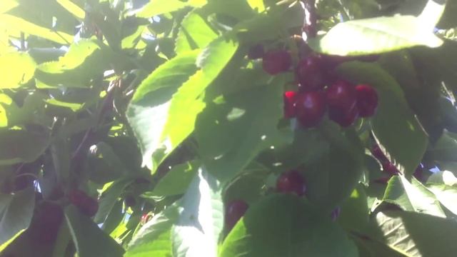 Сорт Черешни Сильвия на подвое ВСЛ - 2. смотреть онлайн