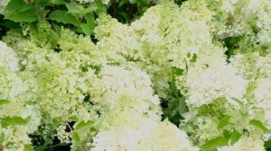 Гортензия метельчатая Пинки Промис (Hydrangea paniculata Pinky Promise)