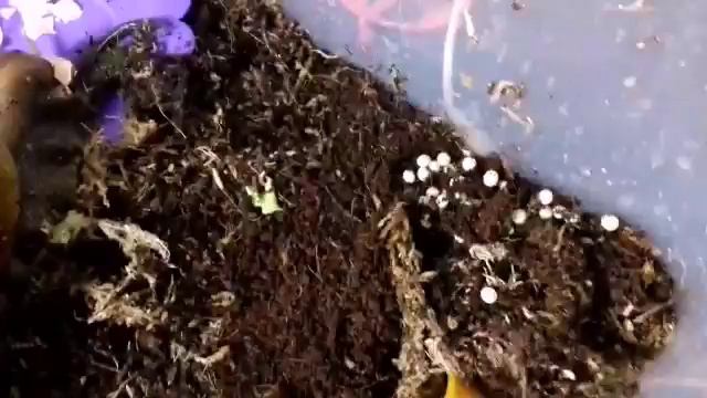 УЛИТКА ОТЛОЖИЛА КЛАДКУ смотреть онлайн