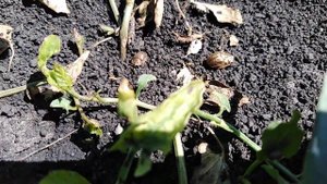 Живой гербицид против вьюнка