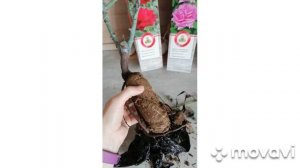 Чайно - гибридные розы. Мой первый опыт. Часть 1