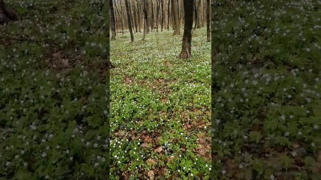 Анемона лісова .  Anemone sylvestris.