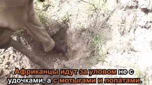 Самый необычный вид рыбалки в Африке