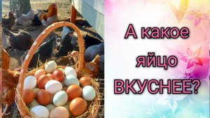 У какой курочки вкусное яйцо? Белое, зеленое, голубое или бежевое (кремовое)