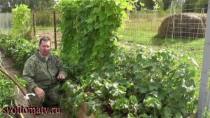 Уплотненная посадка нескольких культур на одной грядке