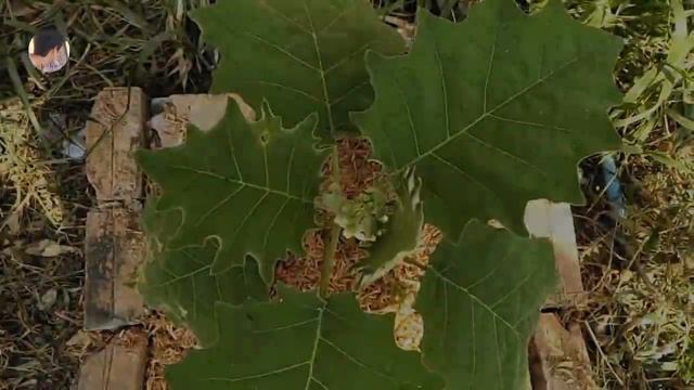 How to grow Solanum stramonifolium Jacq - my agriculture смотреть онлайн