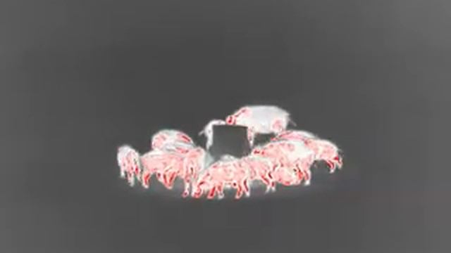 Съемка кабанов на тепловизор Guide TrackIR 25mm, дистанция 70 метров смотреть онлайн