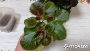 Комнатные цветы. Бегония вечноцветущая, уход размножение.