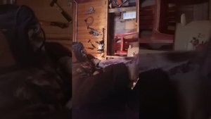 Чистка рыбы Чир под страгонину