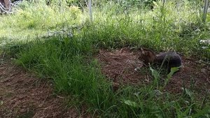 Кошка ловит крота