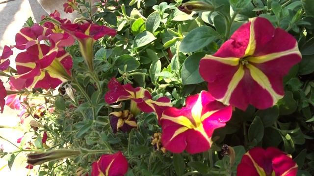 Petunia var. Queen of Hearts čas. petúnie смотреть онлайн