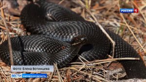 В Кировской области заметили первых змей
