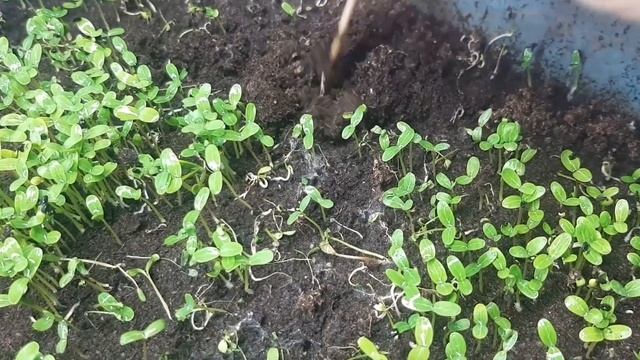 Как взошол катарантус и платикодон из самозборных семян с 1 по 8 день!#катарантус,#платикодон. смотреть онлайн