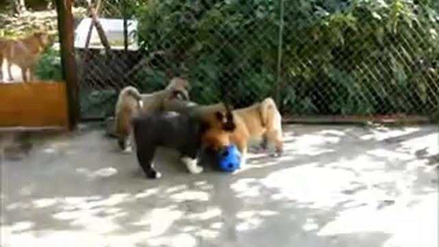 щенки акиты 58дней смотреть онлайн