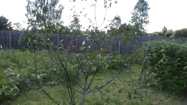 Как ВЫРАСТИТЬ АРАХИС на ДАЧЕ ? Мой Эксперимент - 2 часть смотреть онлайн