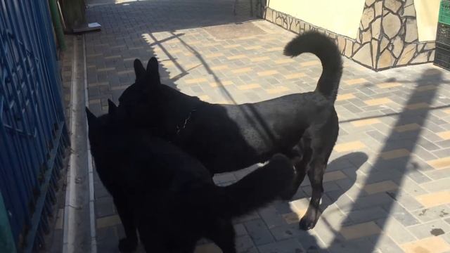 Вязка черной немецкой овчарок ! Вязка собак !Вязка немецкой овчарки!