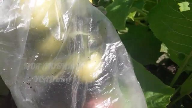 Томаты покраснеют быстро. Все секреты ускоренного дозревания томатов на кусту смотреть онлайн