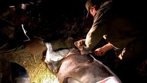 Охота на лося на гону | Охота в Беларуси 2022