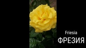 РОЗА.    ФРЕЗИЯ.