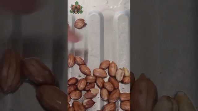 вырасти попробуем арахис дома. Марий Эл. смотреть онлайн