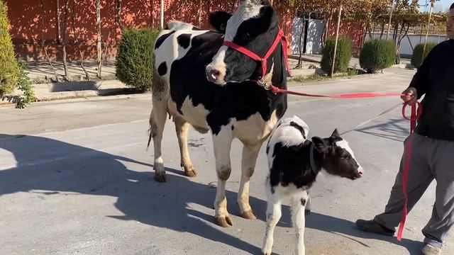 SUTI KO'P KATTA SIMMENTAL VA QORA OLA SIGIRLAR SOTILADI ☎️90-583-50-00 .Dastafka bor.
